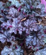 Heuchera Can Can