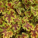 Heucherella Solar Power