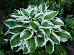Hosta hybrida Patriot