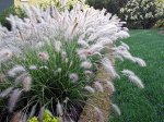 Pennisetum alopecuroides Hameln
