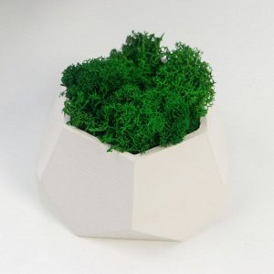 Кашпо бетонное "Шестиугольник" высота 6,5 см белое со мхом (мох зеленый стабилизированный)