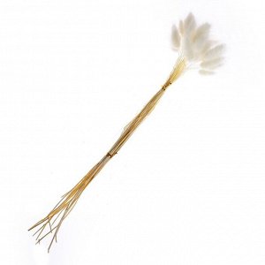 СИМА-ЛЕНД Сухие цветы лагуруса, набор 30 шт., цвет белый