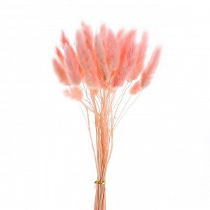 Сухие цветы лагуруса, набор 30 шт., цвет розовый