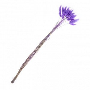 Сухие цветы лагуруса, набор 30 шт., цвет светло фиолетовый