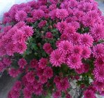 Хризантема Branbeach Lilac,