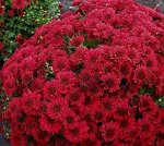Хризантема Volley Red