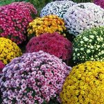 Набор из 5 видов мультифлор