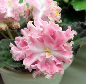 Фиалка Очень крупные махровые волнистые цветы красивого розового цвета с белой каймой и белым цент-ром. В прохладных условиях проявляется зелёная кайма. Розетка из средне - зелёных листьев.