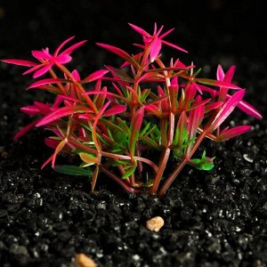 Растение искусственное аквариумное, 2,5 х 5 см, розово-зелёное
