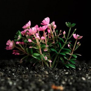 Растение искусственное аквариумное, 5 см, розово-зелёное