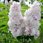 Красавица Москвы (серия &quot;Золотой фонд отечественной селекции&quot;)