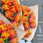 Больше нет! Пионовидные Оранжево-желтые