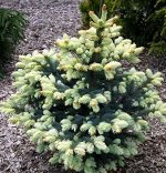 Picea pungens Bialobok 5L