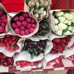 ОГРОМНЫЙ выбор тюльпанов от 1220р🌷 Мимоза Межгород