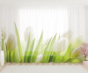 Фототюль Белые утренние тюльпаны