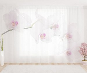 Фототюль Чистая орхидея на белом фоне