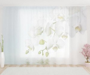 Фототюль Белая орхидея