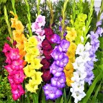 🌺 Предзаказ! Весенние луковичные