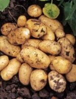 Картофель Тулеевский 1-ая репродукция
