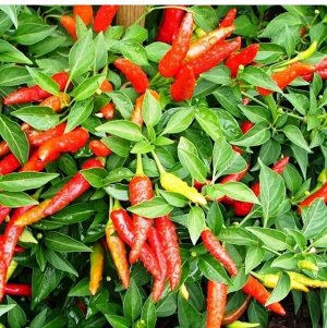 Вкус восточный Перчик чили японский