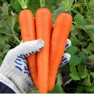 Морковь Большая пачка формата А5
В одной пачке семян в 10-15 раз больше, чем в обычной пачке из магазина.
Хватит себе, раздать соседям, друзьям и на следующий год останется!
Семена проверены лично) От