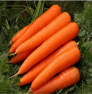 Морковь Созревание 100-110 дней
длина 24-30 см
вес 200 гр
сладкий сорт. устойчива к длительному хранению
Подходит для употребления в сыром виде, приготовления блюд и для сушки


Большая пачка формата 