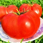 Помидоры Ранневесенний Король — Spring King Early Tomato