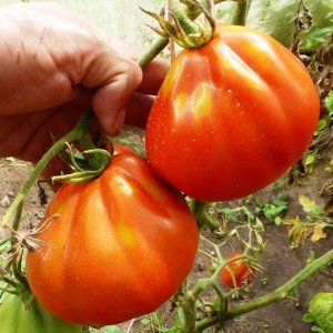 Помидоры — Cuore di Bue — Сердце Быка