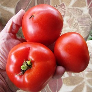 Помидоры Весенний Орегонский — Oregon Spring