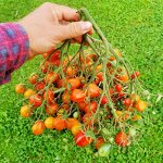 Помидоры — Страстный Поцелуй Герани
