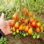 Помидоры — Страстный Поцелуй Герани