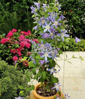 Клематис (Clematis Blue River) класс А ОКС