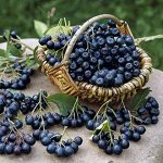 Рябина черноплодная куст