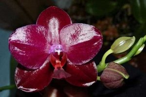 Phal. Sogo Relex