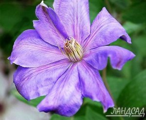 Клематис Mrs Cholmondeley