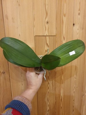 Phalaenopsis hieroglyphica