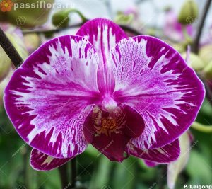 Phalaenopsis hieroglyphica