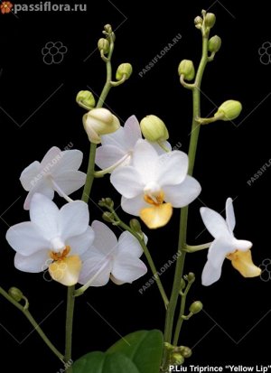 Phal tree prince yellow lip