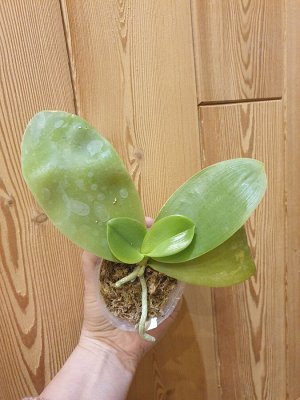 P.LD Bellina Eagle
