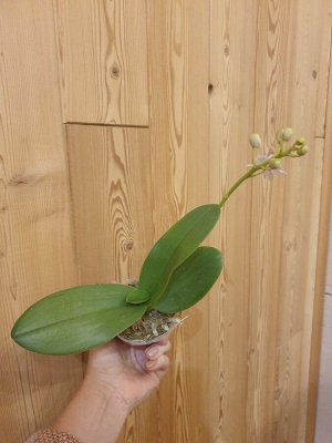 Phal. Purple Gem Pink