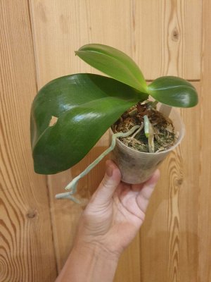 Фаленопсис (Mituo Golden x Dragon Tree Eagle)