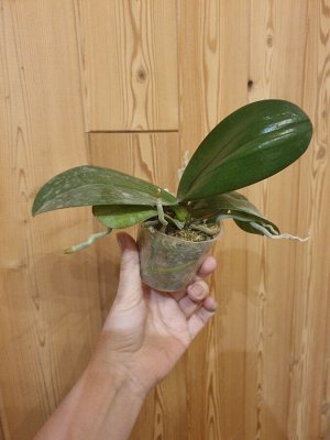 P.LD Gigan Sun x Joy Fortume Diamond