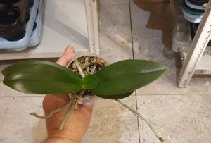 P.Yaphon Star Diamond