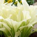 Хоста гибридная (Hosta White Feather)