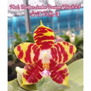 P.Yaphon Sir x Brother Ambo Passion