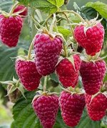Малина Карамелька 1с