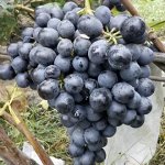 Виноград Загадка Шарова