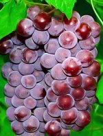 Виноград Свенсон ред кишмиш