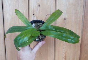 Paph. spicerianum × sib