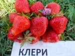 Клубника клери